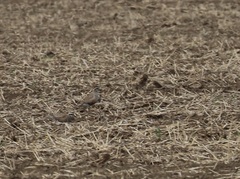 Charadrius morinellus