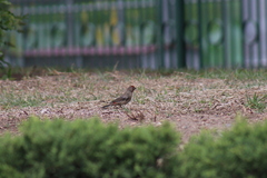 Haemorhous mexicanus
