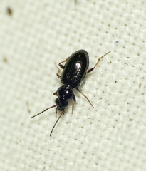 Bembidion