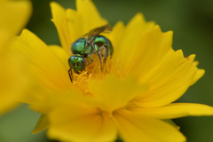 Augochloropsis metallica