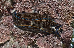 Navanax inermis
