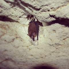 Balantiopteryx io