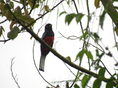 Trogon surrucura