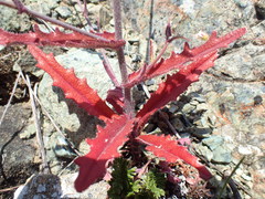 Streptanthus glandulosus pulchellus