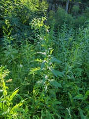 Erechtites hieraciifolius