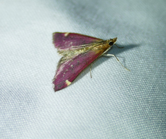 Pyrausta grotei