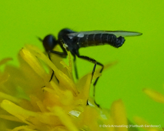 Iteaphila