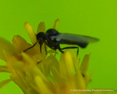 Iteaphila