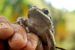 Leptodactylus insularum