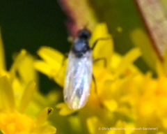 Iteaphila