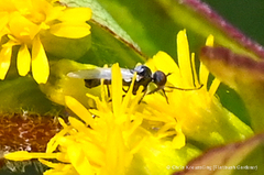 Iteaphila
