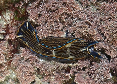 Navanax inermis