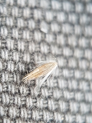 Calamagrostis inexpansa