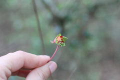 Tropaeolum pentaphyllum