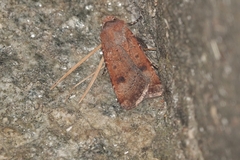 Agrotis trux
