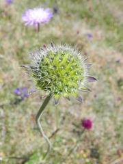 Knautia