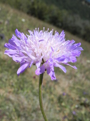 Knautia