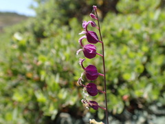 Streptanthus glandulosus pulchellus