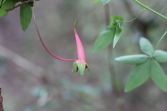 Tropaeolum pentaphyllum