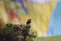 Pyrocephalus rubinus