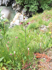 Lilium martagon