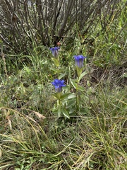 Gentiana parryi