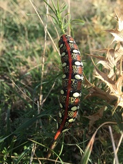 Hyles euphorbiae