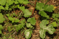 Agromyzidae
