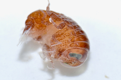 Amphipoda