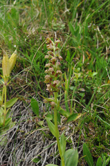 Dactylorhiza viridis