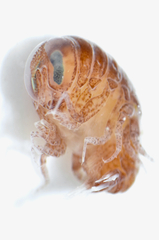 Amphipoda