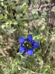 Gentiana parryi
