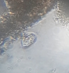 Entosiphon