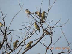 Ploceus philippinus