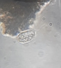 Entosiphon