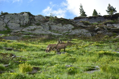 Capra ibex
