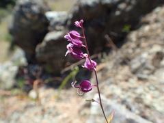 Streptanthus glandulosus pulchellus