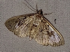 Palpita freemanalis