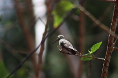 Cynanthus latirostris