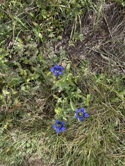 Gentiana parryi