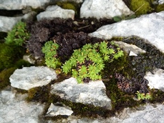Saxifraga