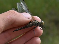 Libellula quadrimaculata