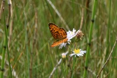Boloria selene