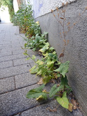 Blitum bonus-henricus