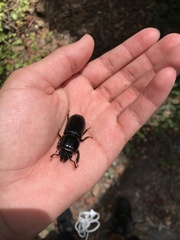 Odontotaenius disjunctus