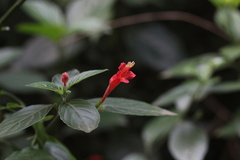 Ruellia angustiflora
