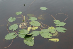 Nuphar lutea