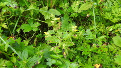 Rhinanthus