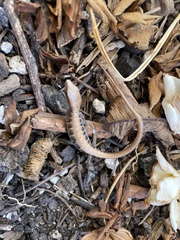 Elgaria multicarinata