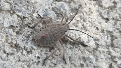 Apodiphus amygdali